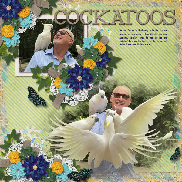 Cockatoos