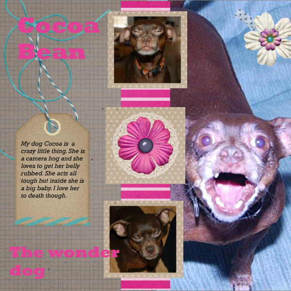 Cocoa Bean the Wonder Dog
