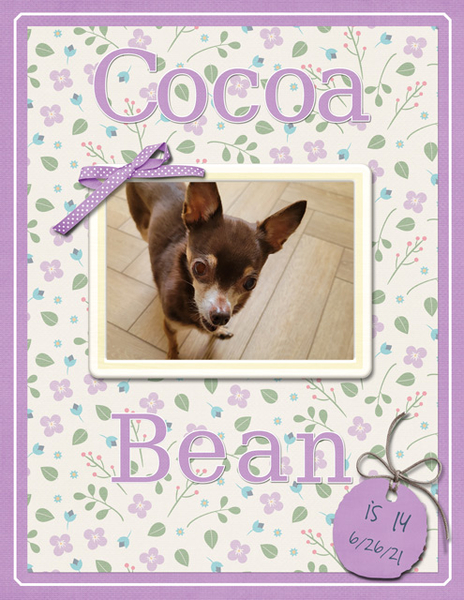 Cocoa Bean