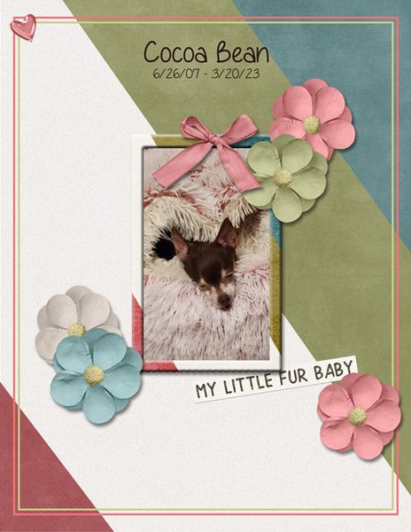 Cocoa Bean