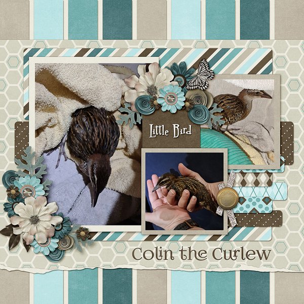 Colin the Curlew 2