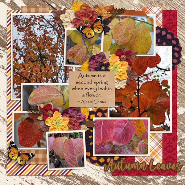 color leaves
