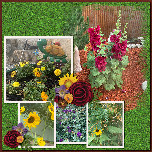 Colorado Flowers