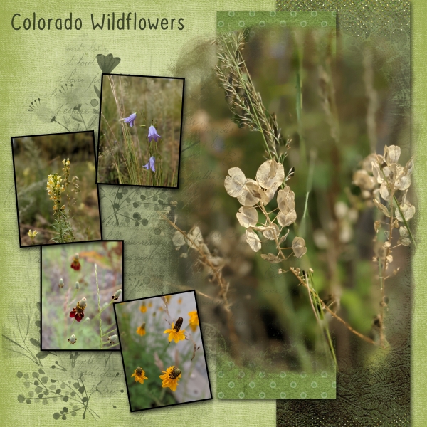 Colorado Wildflowers - Brush Challenge Nov 2021