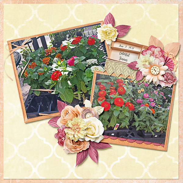 Colorful Zinnas