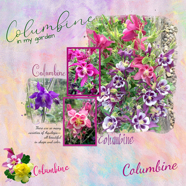 Columbine in My Garden