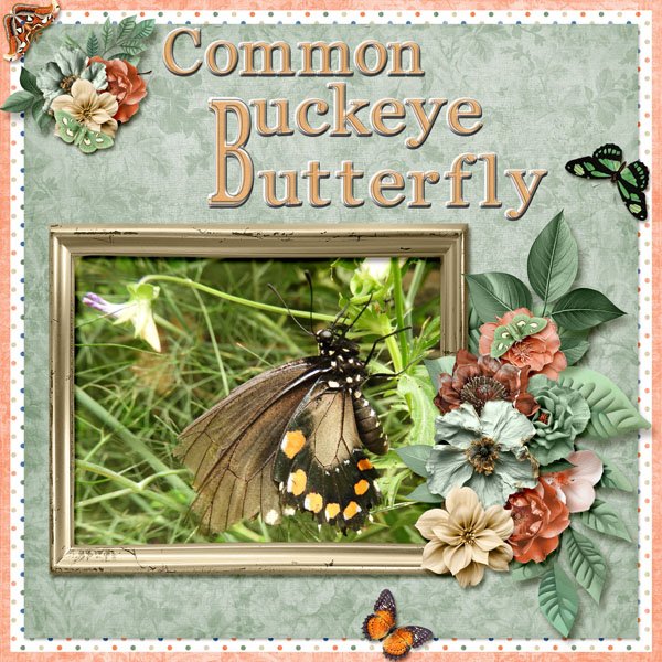 Common Buckeye Butterfly small.jpg