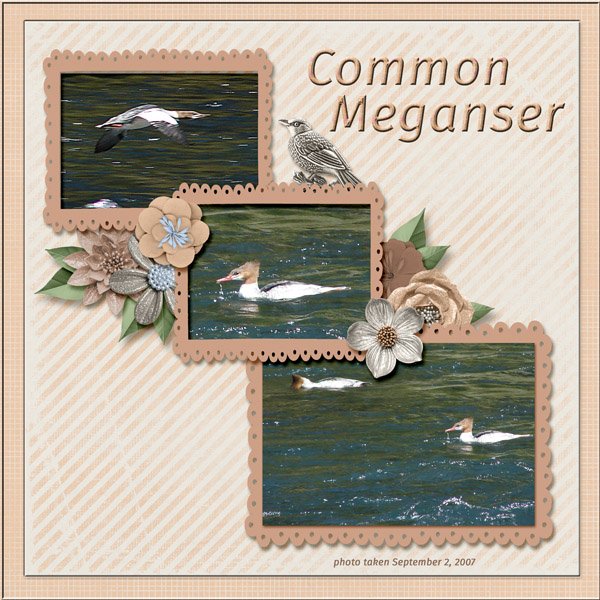 Common Meganser small.jpg