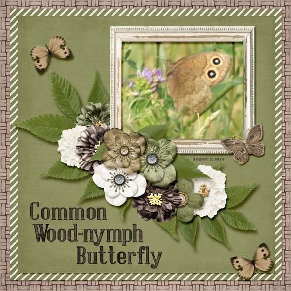 Common Wood-nymph Butterfly small.jpg