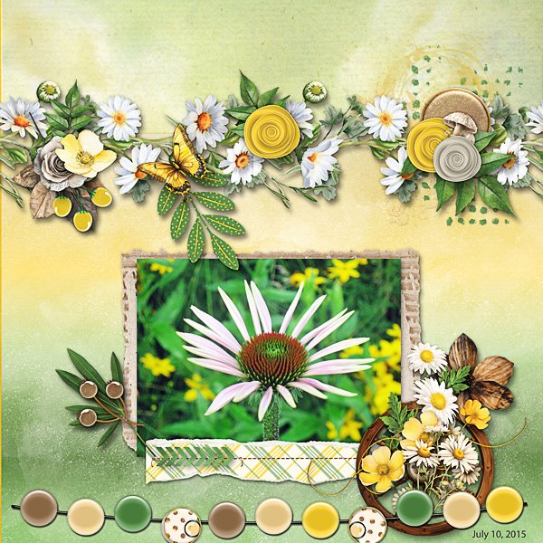 Coneflower Daisy