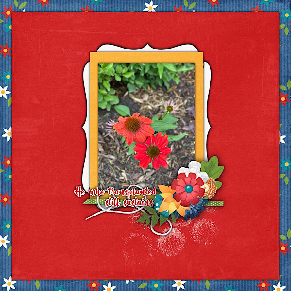 Coneflowers