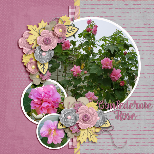 Confederate Rose