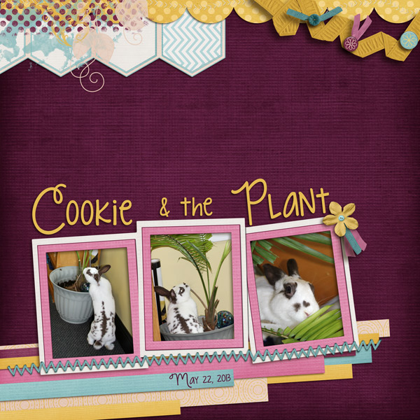 Cookie