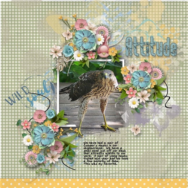 Cooper_s-Hawk6_copy
