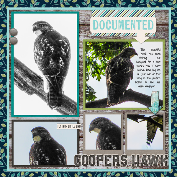 Coopers Hawk in my backyard