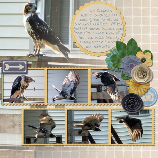 Coopers Hawk pg1
