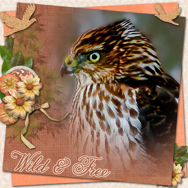 Cooper's Hawk