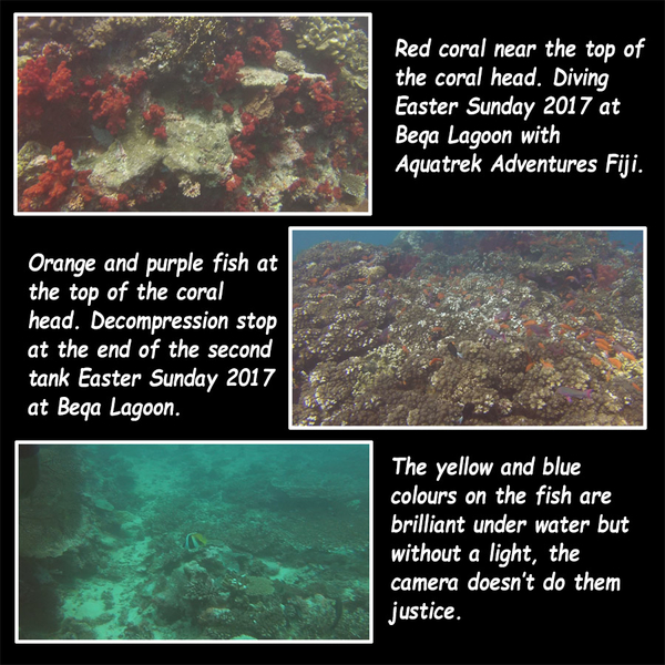Coral and Fish