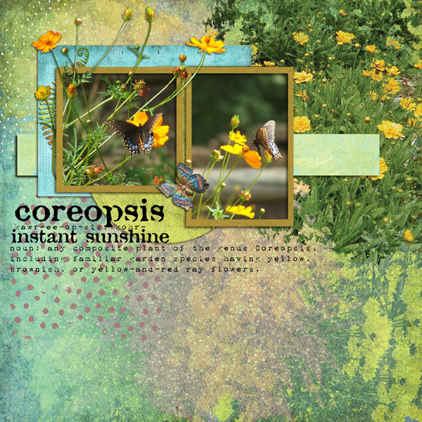 Coreopsis