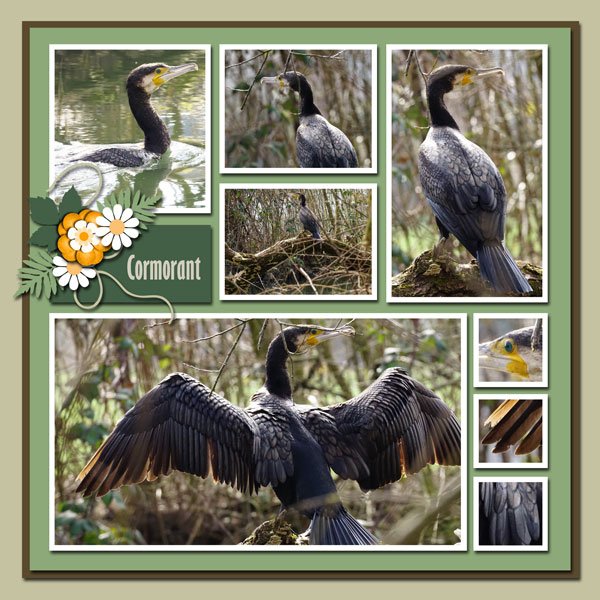 Cormorant
