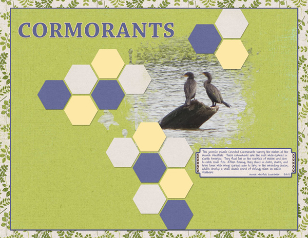 Cormorants