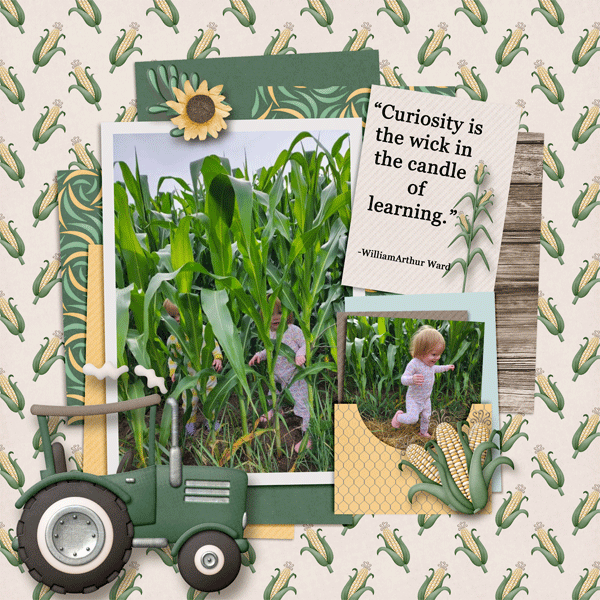 Corn-Field.gif