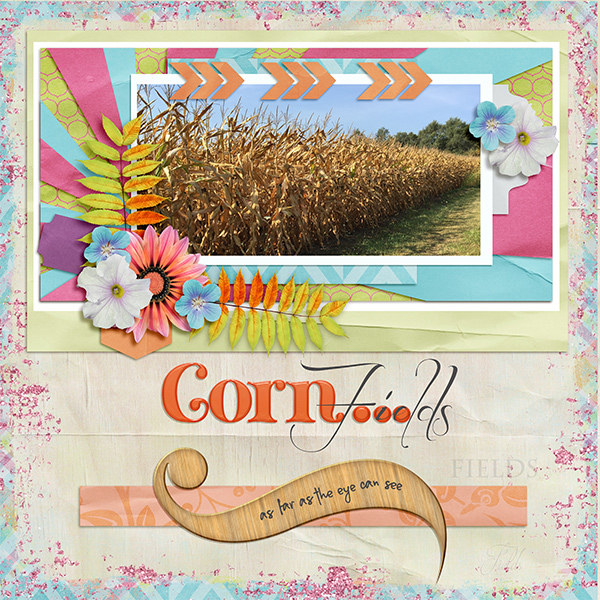 Corn Fields