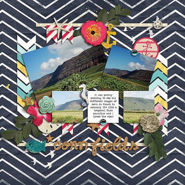 Corn in Kauai