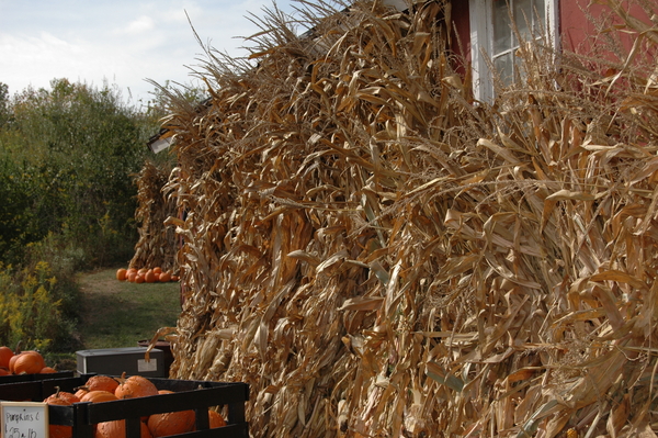 corn row