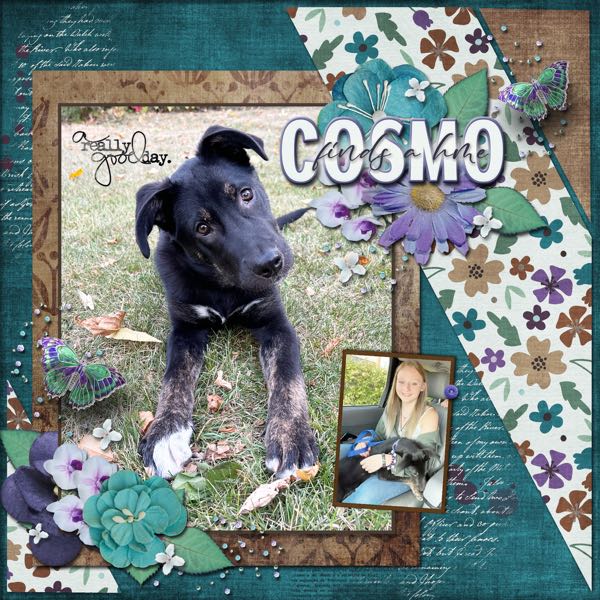 Cosmo Finds a Home