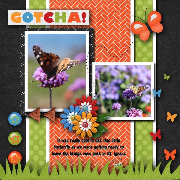 Cotcha