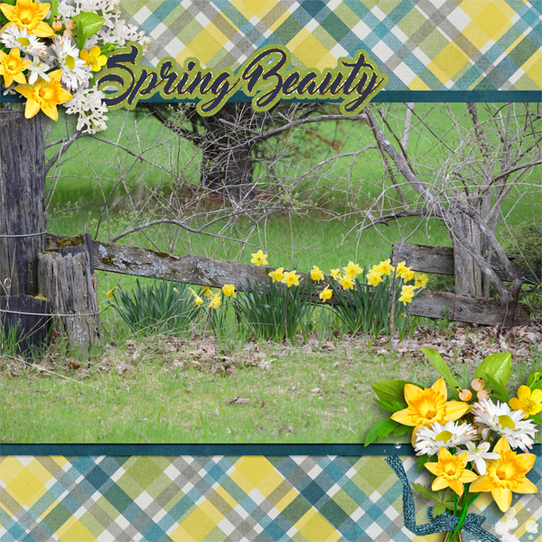 Country Daffodils