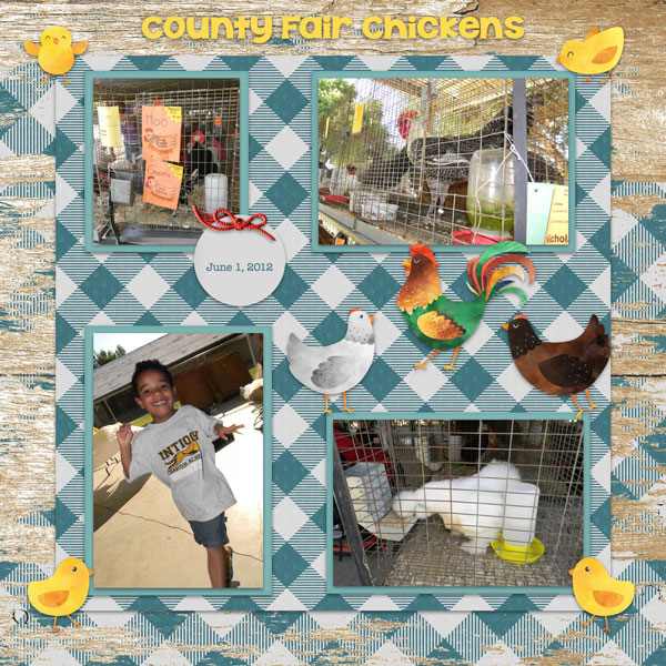 County Fair Chickens
