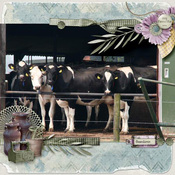Cows