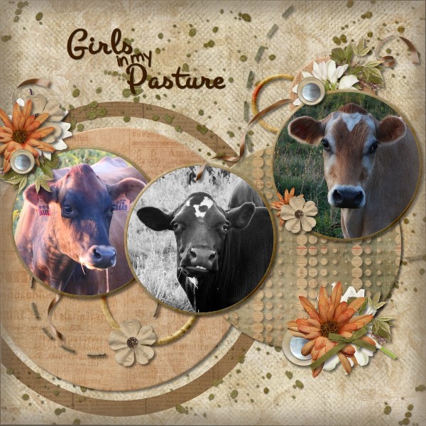 Cows