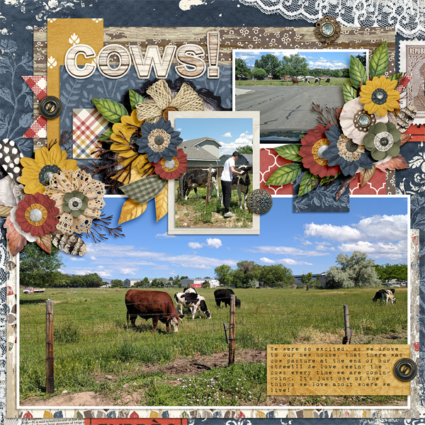 cows!