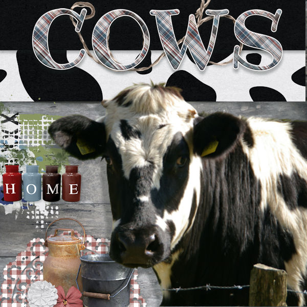 Cows