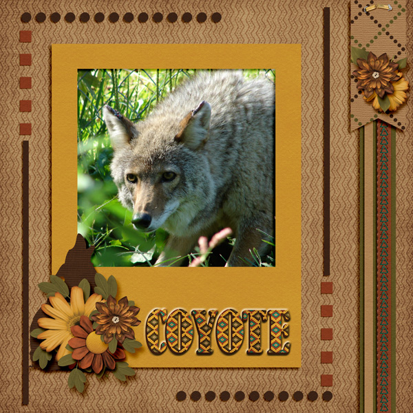 Coyote