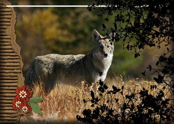 Coyote