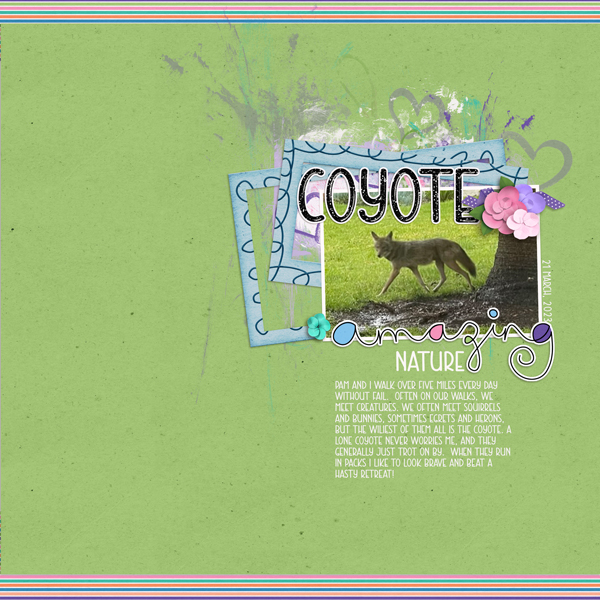 Coyote