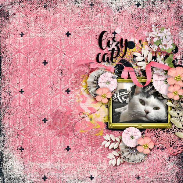 Cozy-cat