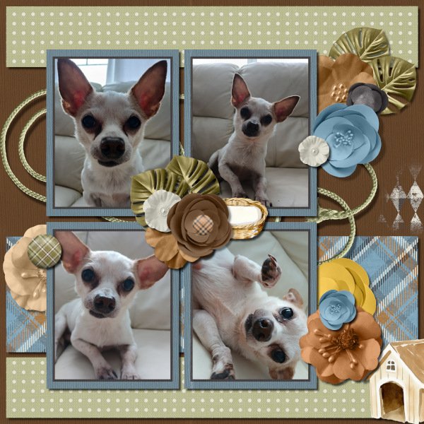 Cozy Chihuahua.jpg