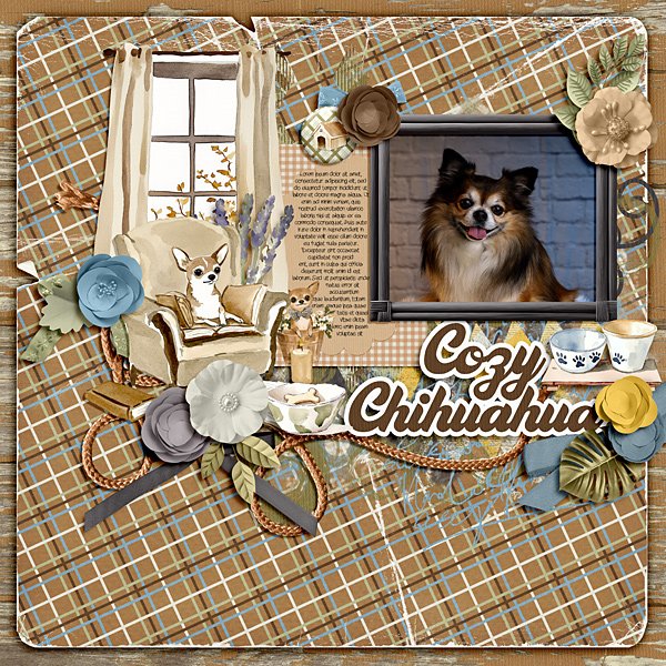 Cozy Chihuahua