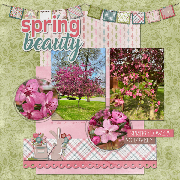 Crab Apple Blooms 4-17-24