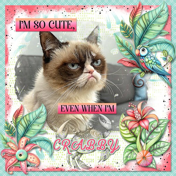 CrabbyCuteCat_ollitko_600.jpg