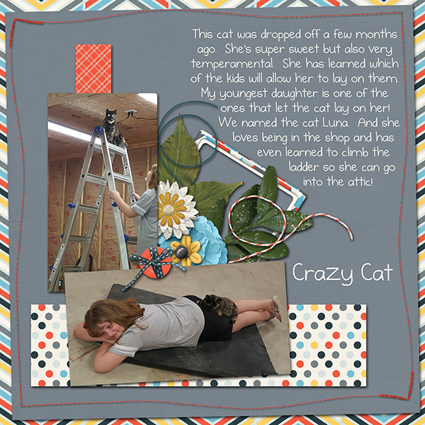 Crazy Cat