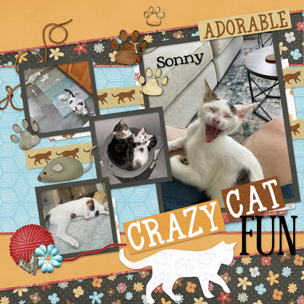 Crazy Cat