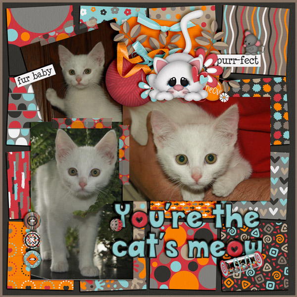 Crazy For Cats