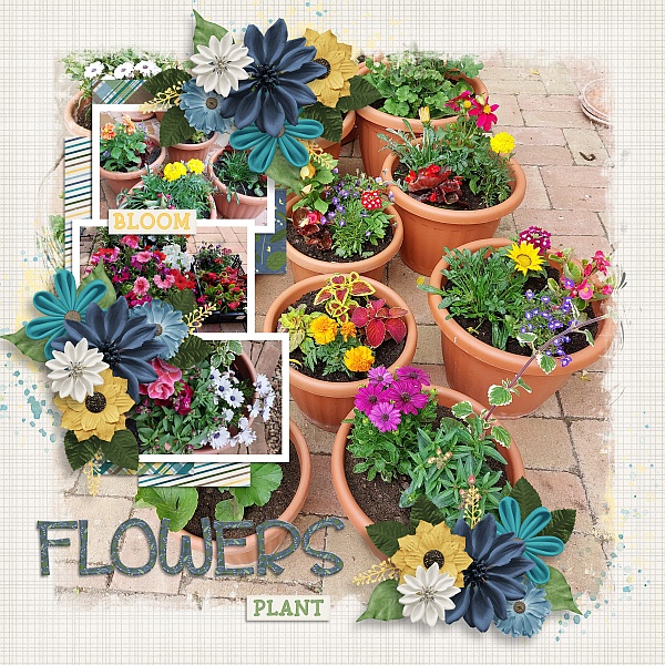 Crazy plant lady