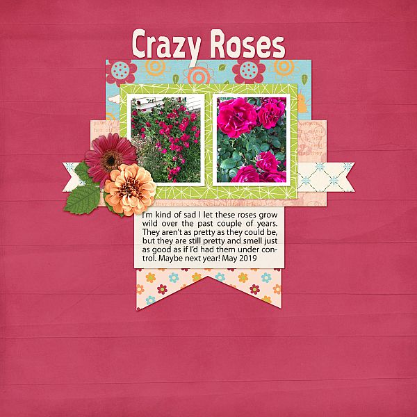 Crazy Roses